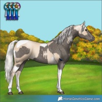 Horse Color:Silver Black Tobiano  and White Spotted Silver Smoky Black Pearl Tobiano 