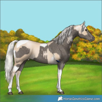 Horse Color:Silver Black Tobiano and White Spotted Silver Smoky Black Pearl Tobiano