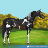Horse Color:Gray White Spotted Brown Tobiano 