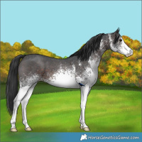 Horse Color:White Spotted Brown 