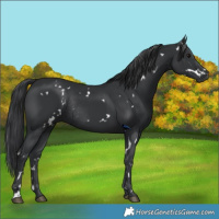 Horse Color:White Spotted Black Rabicano 