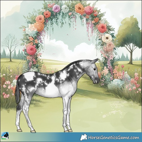 Horse Color:White Spotted Black Tobiano 