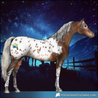 Horse Color:Gray Silver Brown Tobiano Appaloosa 