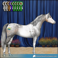 Horse Color:Gray Buckskin Tobiano 