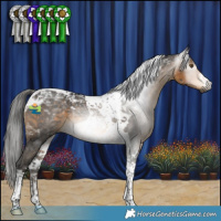 Horse Color:Gray Buckskin Tobiano 