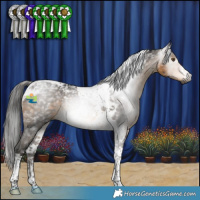 Horse Color:Gray Buckskin Tobiano 