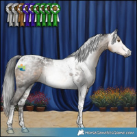Horse Color:Gray Buckskin Tobiano 