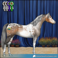 Horse Color:Gray Buckskin Tobiano