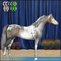 Horse Color:Gray Buckskin Tobiano 