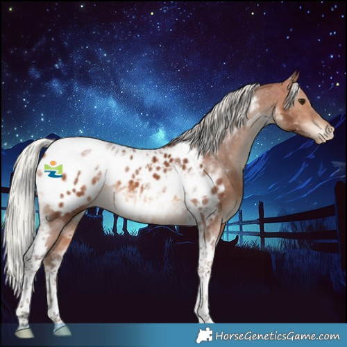 Horse Color:Silver Brown Tobiano Appaloosa 