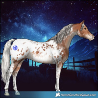 Horse Color:Silver Brown Tobiano Blanket 