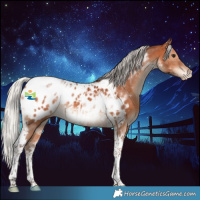 Horse Color:Silver Brown Tobiano Appaloosa 
