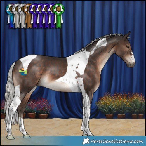 Horse Color:Silver Brown Tobiano 