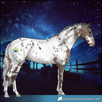 Horse Color:White Spotted Silver Black Near Leopard 