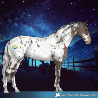 Horse Color:White Spotted Silver Black Appaloosa 