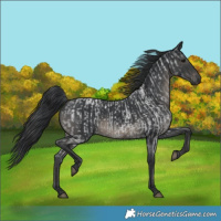 Horse Color:Blue Roan  and Black 