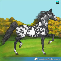 Horse Color:Black Near Leopard 