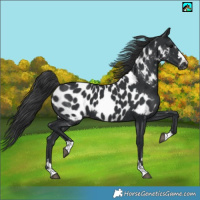 Horse Color:Black Appaloosa