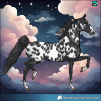 Horse Color:Black Near Leopard 