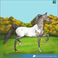 Horse Color:Buckskin Dun Near Fewspot 