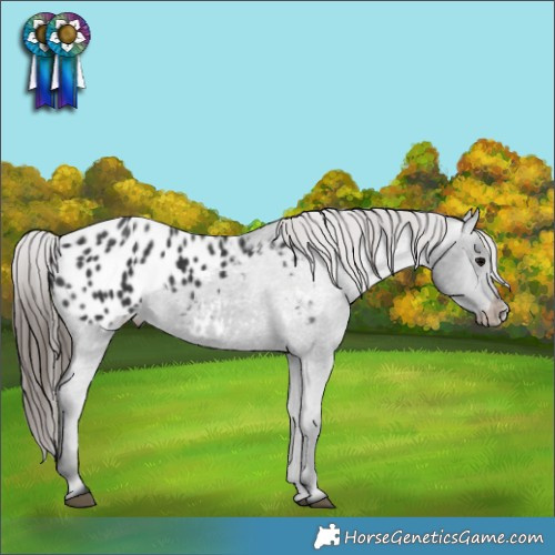 Horse Color:Black Appaloosa 