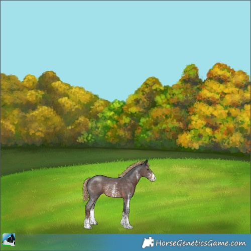 Horse Color:Liver Chestnut Sabino Rabicano 