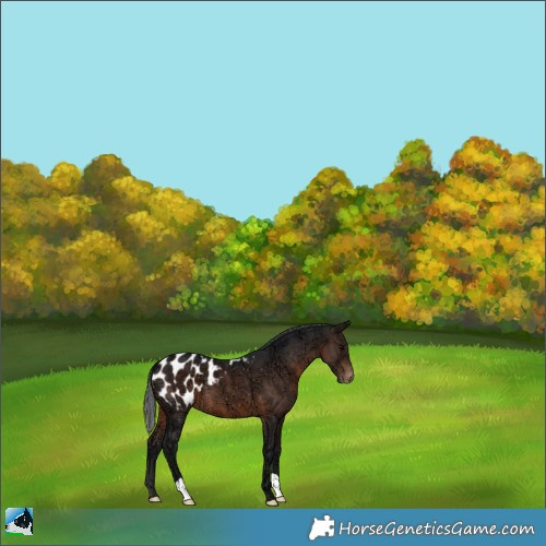 Horse Color:Brown Ice Appaloosa 