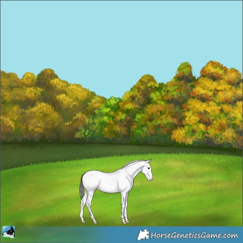 Horse Color:Blue Onyx Sabino Appaloosa Rabicano 