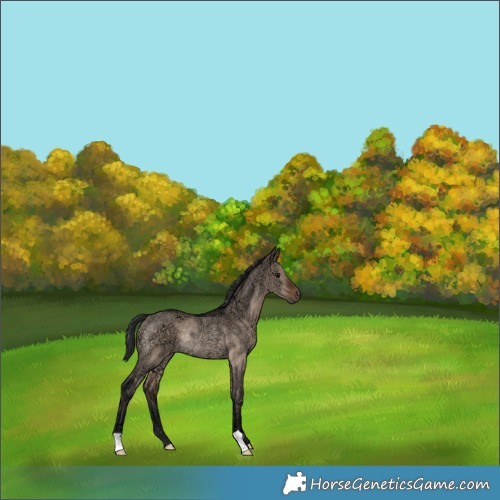 Horse Color:Brown Ice Dun Rabicano 