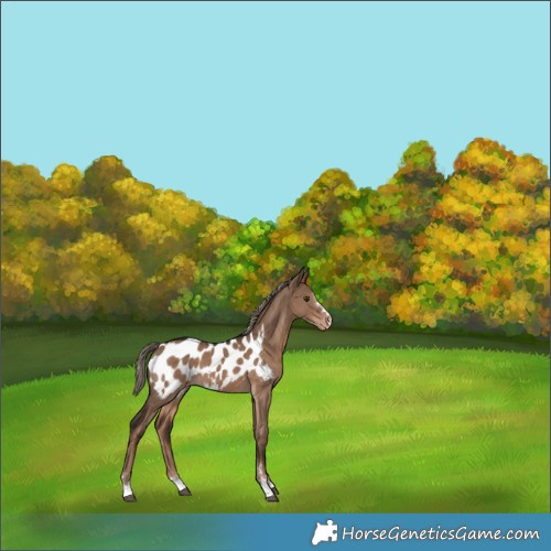 Horse Color:Liver Red Dun Appaloosa 
