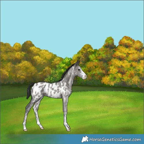 Horse Color:Grullo Sabino Appaloosa Rabicano 