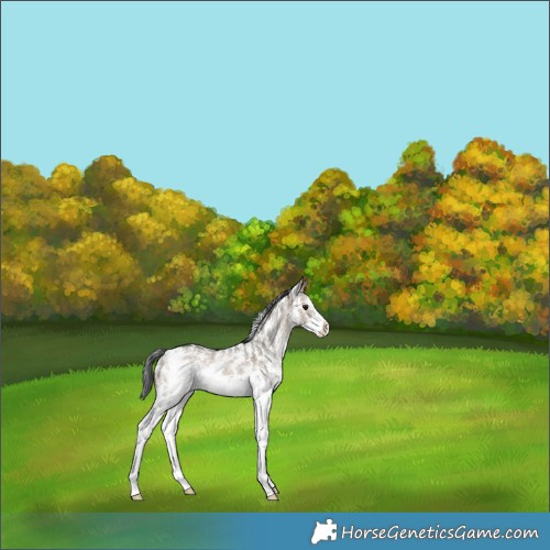 Horse Color:Brown Dun Sabino 