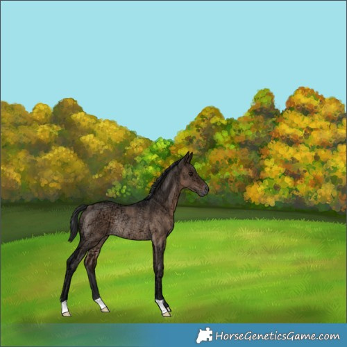 Horse Color:Brown Ice Dun Rabicano 