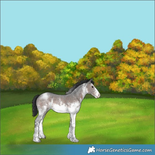 Horse Color:White Spotted Brown Sabino 