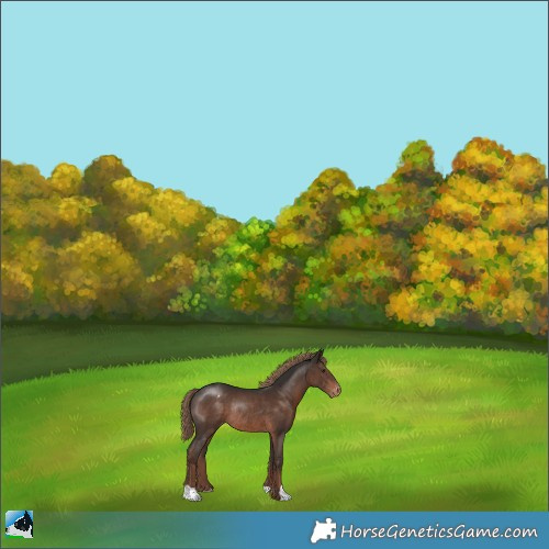 Horse Color:Liver Chestnut Varnish Rabicano 