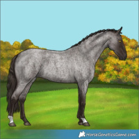 Horse Color:Liver Red Roan 