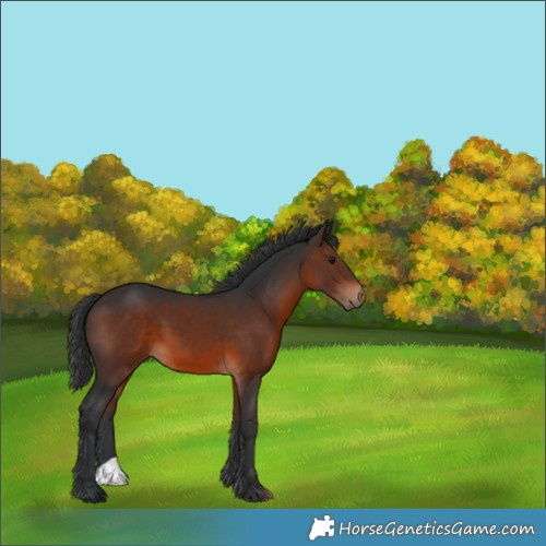 Horse Color:Brown 