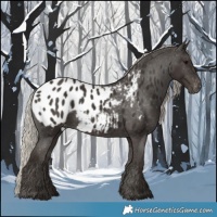 Horse Color:Gray Silver Black Blanket