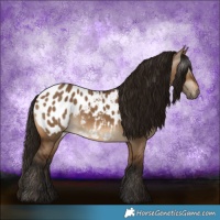 Horse Color:Gray Bay Dun Appaloosa 