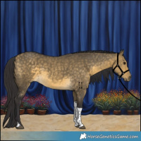 Horse Color:Buckskin Dun Tobiano