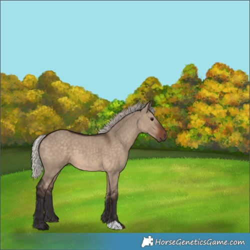 Horse Color:Silver Brown Dun 
