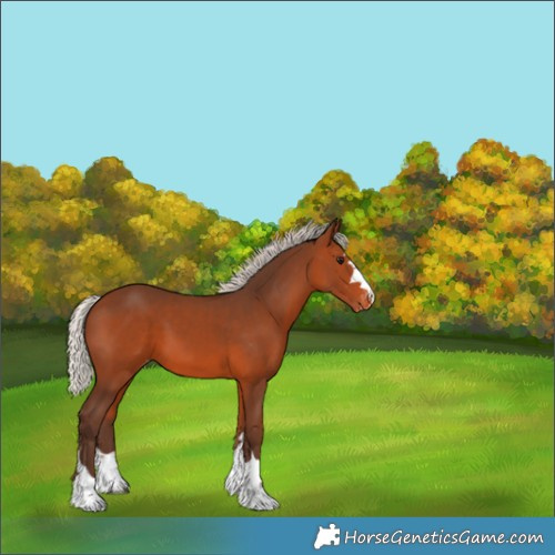 Horse Color:Silver Brown Varnish 