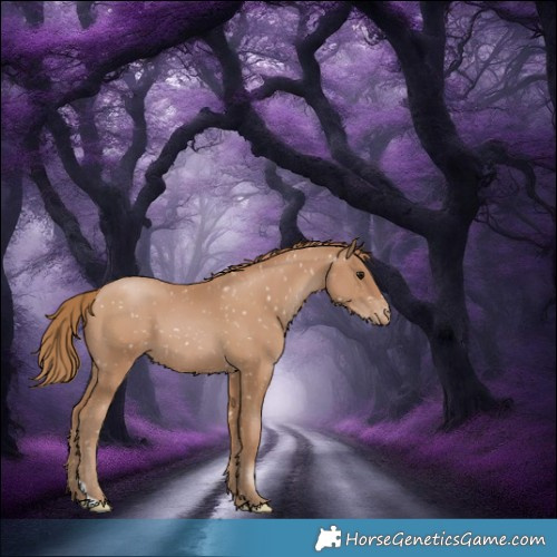 Horse Color:Black Pearl Appaloosa