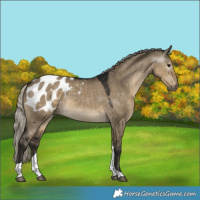 Horse Color:Gray Silver Smoky Grullo Tobiano Blanket