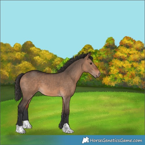 Horse Color:Bay Dun 