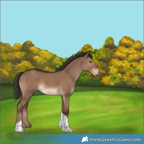Horse Color:White Spotted Liver Red Dun Tobiano 