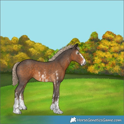 Horse Color:Gray Chocolate Palomino Sabino 