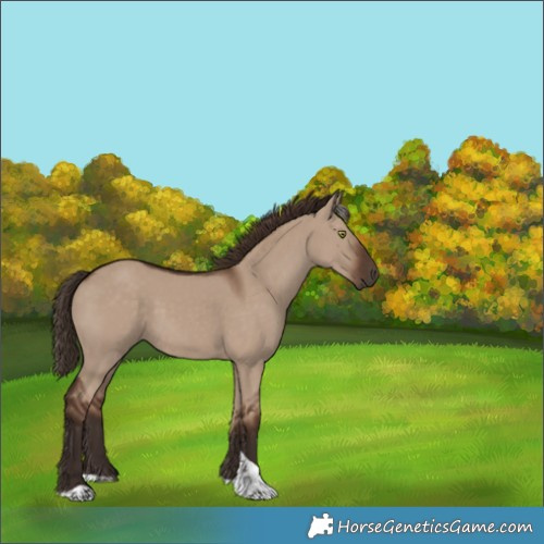 Horse Color:Liver Red Dun Tobiano 