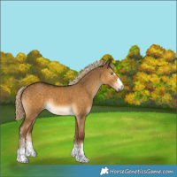 Horse Color:Chocolate Palomino Dun 