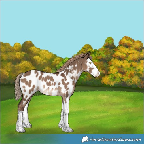 Horse Color:Liver Red Dun Splash Appaloosa Rabicano 